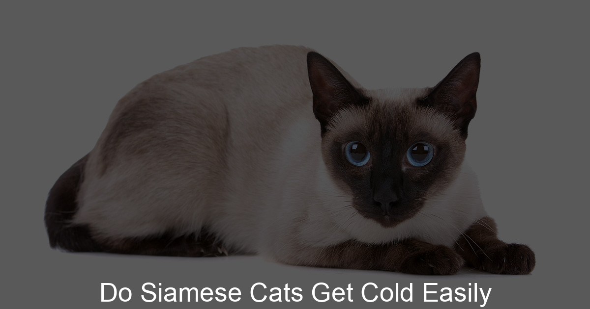 Do Siamese Cats Get Cold Easily Siamese Fur
