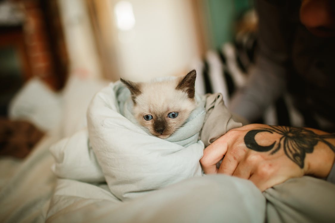 A Siamese kitten wrapped in a blanket is held in the hands of its owner