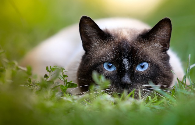 Cat Hunting Siamese Eyes Close-Up On The Nature