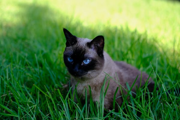 Siamese cat on a field