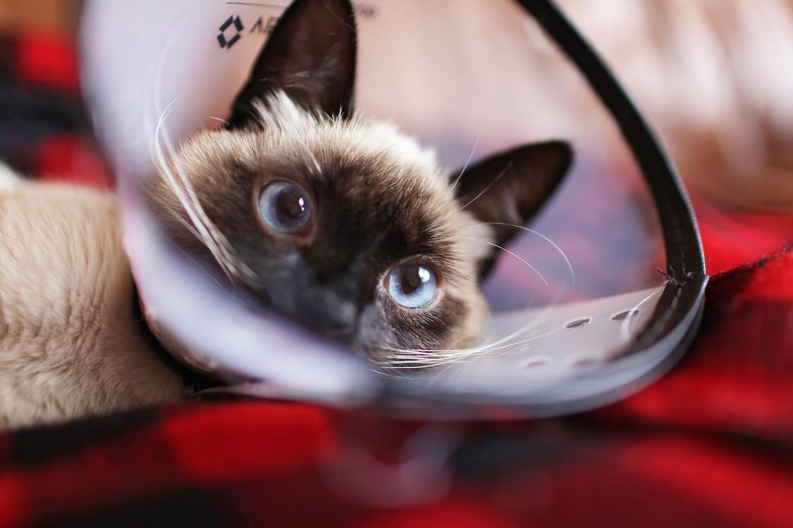 Siamese cat with a barrier on its head