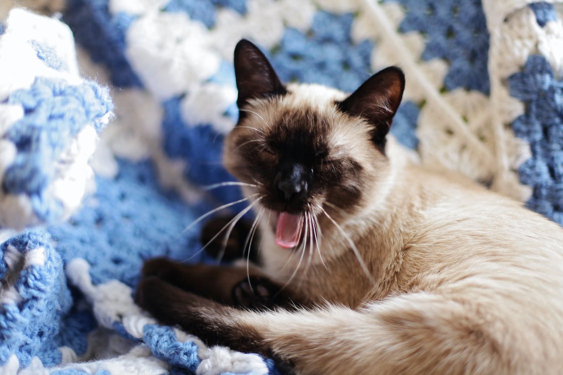 Siamese cat yawns