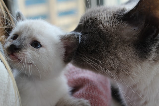 Siamese kitten with his mother