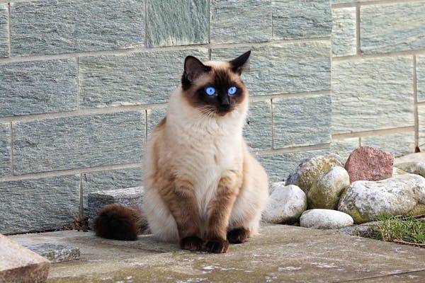 Traditional Siamese Cat With an Applehead