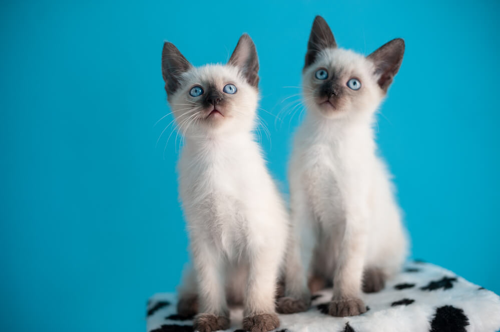 Two beautiful blue-eyed Siamese kitten on a blue background
